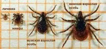 Чорний кліщ чим небезпечний для людини кліщ