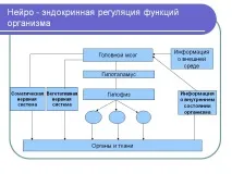 ЩО ЗНАЧИТЬ СОМАТИЧНО ЗДОРОВ - здоровий від користувача «Avdeevaa» на Babyblog, Не бреши - Не проси avdeevaa