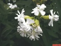 Квіткова мильна опера, або як випрати речі без порошку випрати
