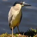 маска жаба
