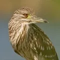 жаба думи