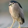 жаба маска