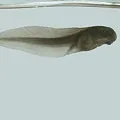 думи дефиниция