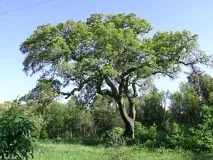 Дуб корковий характеристика та застосування характеристика