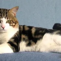 курилски които