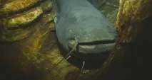 європейський