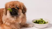 жовчний