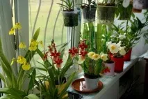 Фіалки на підвіконні, Miltonia, Мільтонія – Догляд за орхідеєю в домашніх умовах мільтонія