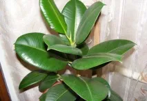 ficus дома