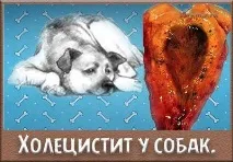 міхура