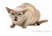 нападнати котка