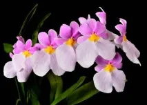 Фіалки на підвіконні, Miltonia, Мільтонія – Догляд за орхідеєю в домашніх умовах фіалки