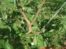 Формування яблунь та інших дерев інструкція як зробити своїми руками, відео та фото зробити