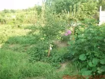 Формування яблунь та інших дерев інструкція як зробити своїми руками, відео та фото яблунь