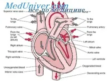 valvula bicuspidalis образуване