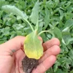 fusarium Мерки контрол