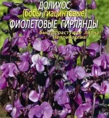 зюмбюл отглеждане
