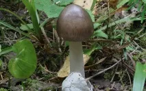 сірий
