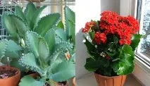 Як часто поливати каланхое в домашніх умовах поливати