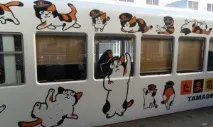 истории котки