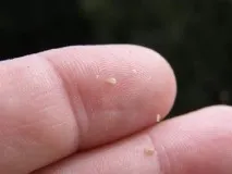 отърве вода