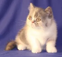 котки останалата част този
