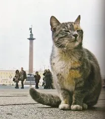 защитени котки