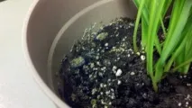 саксии цветя