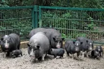 Як організувати бізнес на дачі варіанти сімейної справи на своїй ділянці сімейної