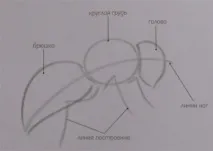 нарисувате нарисувате