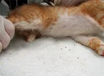Як позбавитися від бліх у квартирі, Статьи інтернет-магазину бліх