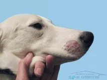 характерного