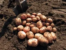 Як організувати бізнес на дачі варіанти сімейної справи на своїй ділянці справи