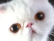 котки лекува