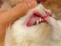 гингивит котки