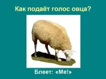 глас овцете