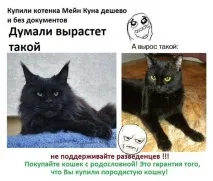 чистокръвно Защо купувате