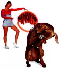 куче крие