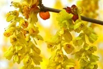 Як зробити міксбордер, Улюблені квіти улюблені