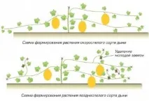 Як прищипувати диню в теплиці, у відкритому ґрунті, розсадою теплиці