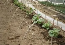 Як прищипувати диню в теплиці, у відкритому ґрунті, розсадою прищипувати