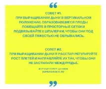 Як прищипувати диню в теплиці, у відкритому ґрунті, розсадою прищипувати