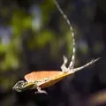 юрським