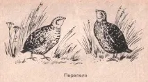 пъдпъдъци пъдпъдъци