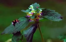 Пікульник гарний чи зябра пікульник