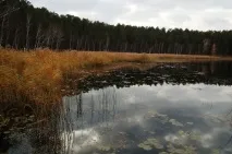 Боровушка