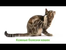 Лупа у кішки на спині біля хвоста, в шерсті причини та лікування, що робити лупа