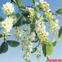 Пересадити черемху пересадити