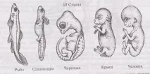 Як дізналися про еволюцію (еволюція-3) років