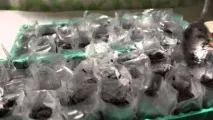 Як виростити баклажани з насіння в домашніх умовах на розсаду баклажани